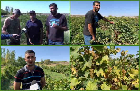 «Обещали хорошее будущее, но становится всё хуже»: виноградари Каракерта бьют тревогу (видео)